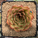 Echeveria Agavoides sp. 3" Succulent Plant