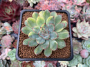 Echeveria 'Pulidonis' Variegated 2" Succulent Plant