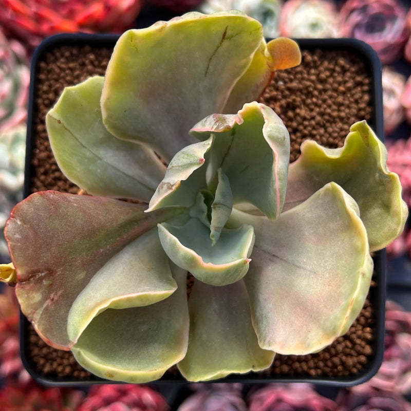 gigantea succulent Echeveria 'Gigantea' Variegated 3