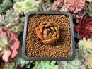 Echeveria Agavoides 'Jingle Bells' 1/2" Small Succulent Plant