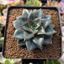 Echeveria 'Monocerotis' 2" Succulent Plant