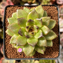 Echeveria 'Black Rose' Hybrid 2" Succulent Plant