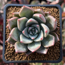 Echeveria 'Felipeso' 2" Succulent Plant