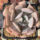 Echeveria 'Pink Exotic' 2"-3" Succulent Plant