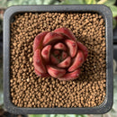 Echeveria Agavoides 'Romeo' 1/2" Small Succulent Plant