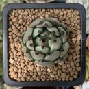 Echeveria Agavoides 'Sarabony' 1" Succulent Plant