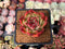 Echeveria Agavoides 'Rose Garnet' 2" Succulent Plant