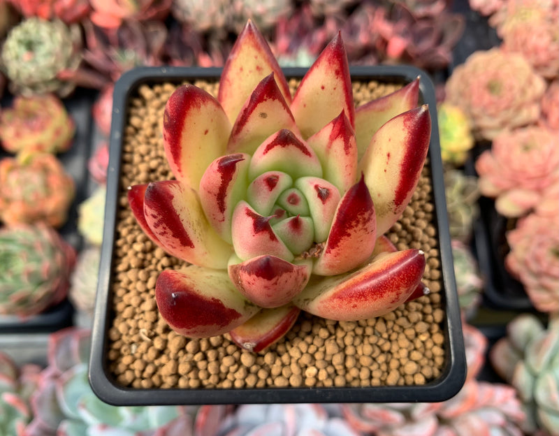 succulent wild Echeveria Agavoides 'Wild Maria' 3" Succulent Plant – True Succulents Plant Co