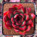 Echeveria Agavoides 'Signature' 2"-3" Succulent Plant