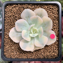 Echeveria Runyonii Variegated (Aka Echeveria 'Akaihosi' Variegated) 2" Succulent Plant