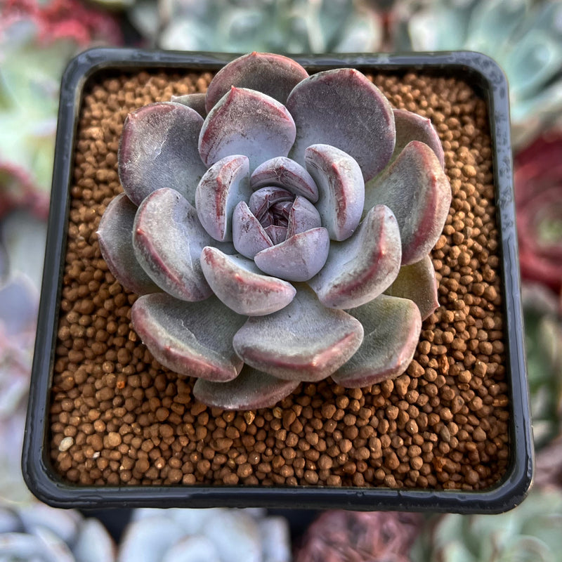 Echeveria 'Purple Stone' 1"-2" Succulent Plant