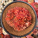 Echeveria Agavoides 'Mundy' Crested 4" Succulent Plant