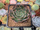 Echeveria 'Mulley' 2" Succulent Plant