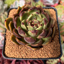 Echeveria Agavoides sp. 2"-3" Succulent Plant