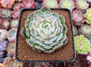 Echeveria 'Ice Jelly' 3" New Hybrid Succulent Plant