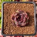 Echeveria 'Fushike' 1" Succulent Plant