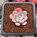 Echeveria 'Subcorymbosa Lau 026' 1" Succulent Plant