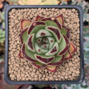 Echeveria Agavoides 'Ebony' 2" Succulent Plant