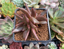 Echeveria Agavoides 'Elenco' 2" Succulent Plant