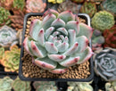 Echeveria 'White Robin' 3" Succulent Plant