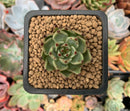 Echeveria Agavoides 'Black Cat' 1" Succulent Plant