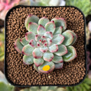 Echeveria 'Cherry Blossom' 1" Succulent Plant