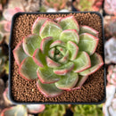 Echeveria 'White Champaign' 2" Succulent Plant