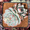 Echeveria 'Chihuahuaensis' Lightly Variegated 2"-3" Cluster Succulent Plant