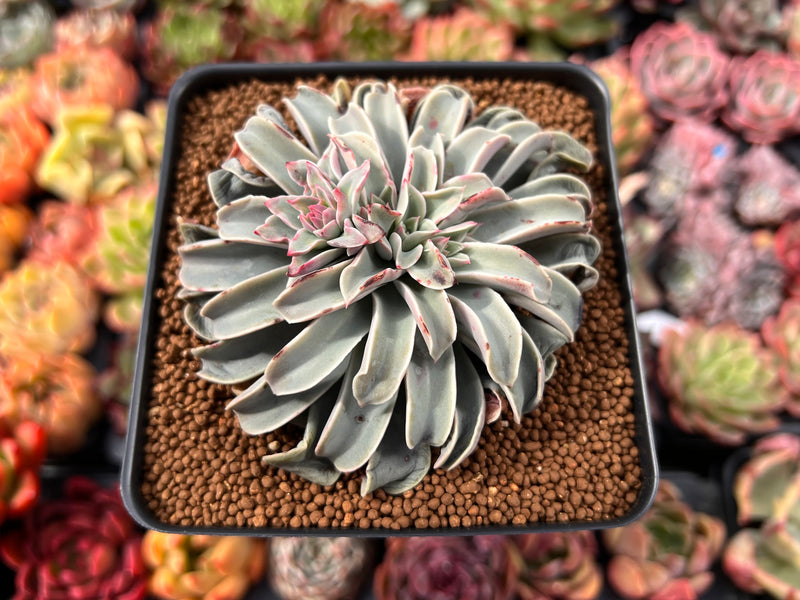 Echeveria 'Fantastic Fountain' 3" Succulent Plant  True Succulents Plant  Co.