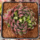 Echeveria 'Scorpio' 2" Succulent Plant