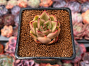 Echeveria sp. 1" Succulent Plant