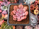 Echeveria 'Devolution' 1" New Hybrid Succulent Plant
