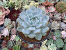 Echeveria 'Orange Monroe' 4"-5" Succulent Plant