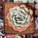 Echeveria 'Starmark' 3" Succulent Plant