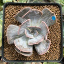 Echeveria 'Lilacina' Marble Variegated 2"-3" Succulent Plant