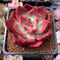 Echeveria Agavoides 'Frank Reinelt' Superclone 2" Succulent Plant