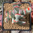Cotyledon 'Orbiculata' Variegated 3" Succulent Plant