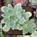 Echeveria 'Lemon Lime' Variegated 3" Succulent Plant