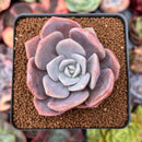 Echeveria 'Missing You' 2" Succulent Plant