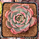 Echeveria 'Glam Pink' 3" Succulent Plant