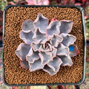 Echeveria 'Rippling Waters' 2"-3" New Hybrid Succulent Plant