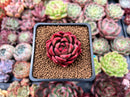 Echeveria Agvoides 'Callisto' 1" Succulent Plant