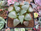 Haworthia 'E Pang Gong' 3"-4" Succulent Plant