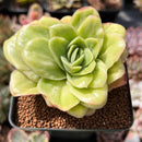 Echeveria Agavoides 'Raja' Variegated' 2" Succulent Plant