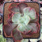 Echeveria Frill sp. Variegated 2" Succulent Plant
