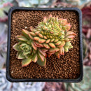 Echeveria 'Wine Peach' Crested 3" Succulent Plant