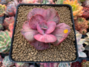 Echeveria 'Suyon Frill' Variegated 2"-3" Succulent Plant