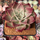 Echeveria 'Love and Soul' 3" Succulent Plant