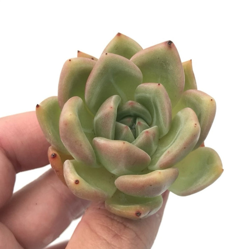 rare white succulent Echeveria 'White Champagne' 2" Rare Succulent Plant