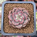 Echeveria 'Herbion' 1" Succulent Plant